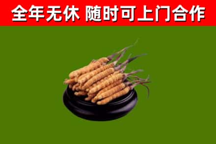 合水回收散虫草